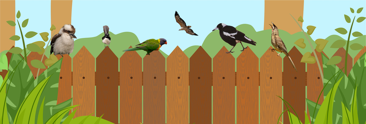 Backyard Birds