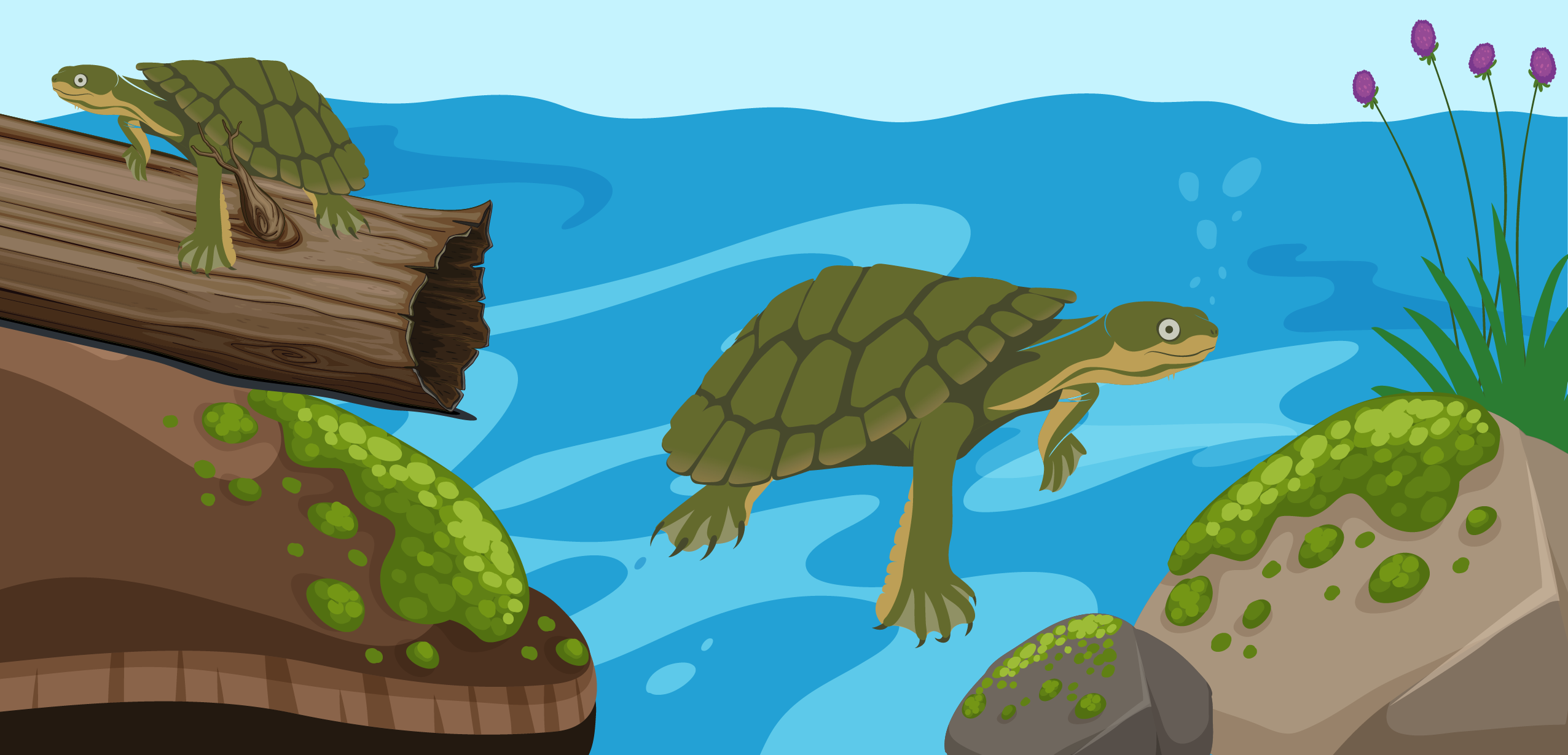 Turtles 1