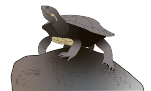 Hunter River Turtle