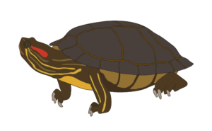 Red-eared Slider Turtle