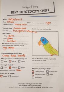 Bird ID Activity-Rainbow Lorikeet