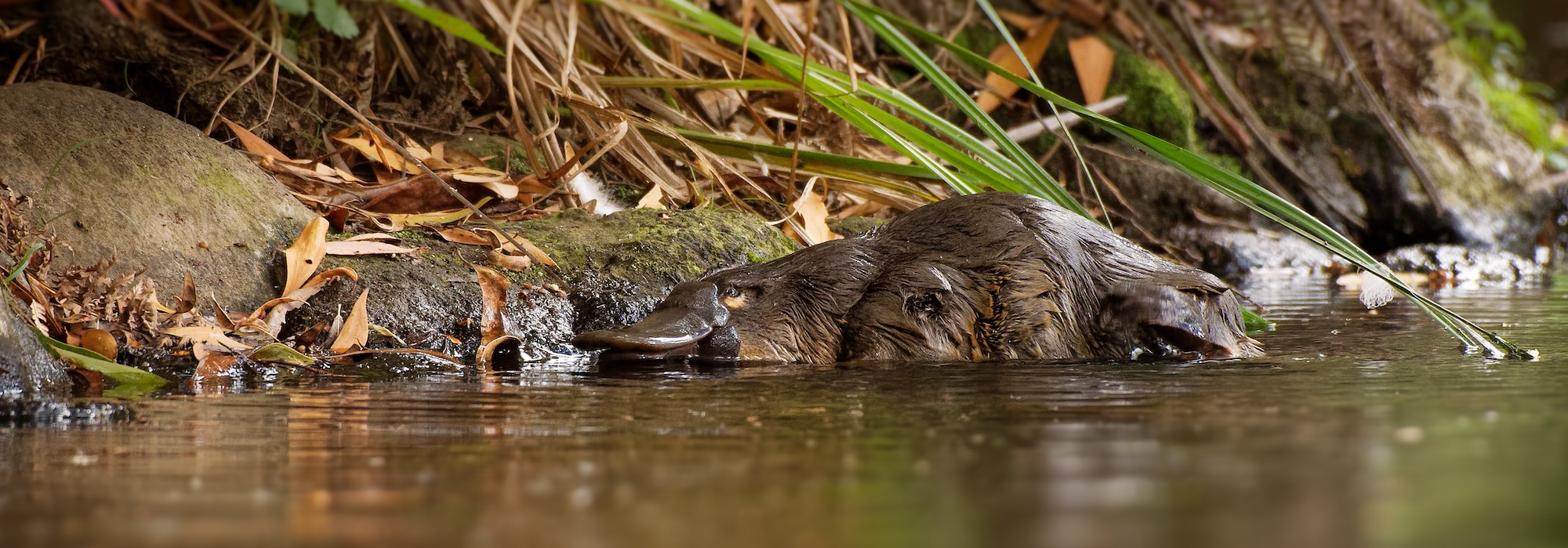 Platypus on the bank of a waterway